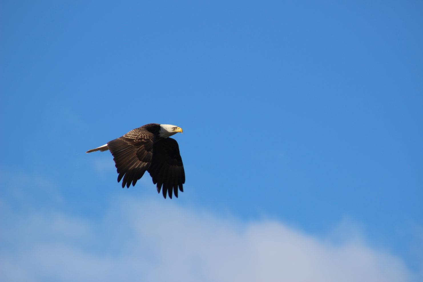Osprey flying in the air